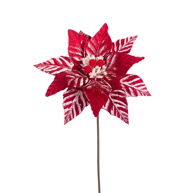 24" Touched by Snow Poinsettia - Red & White