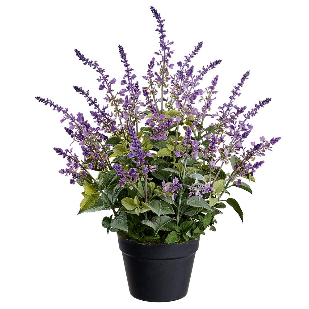 25" Lavender Plant In A Plastic Pot - Lavender/Green